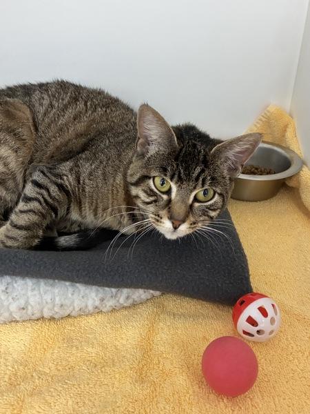 Enlarge Galadriel, a Adoptable mixed breed in Skillman, NJ image 5/5