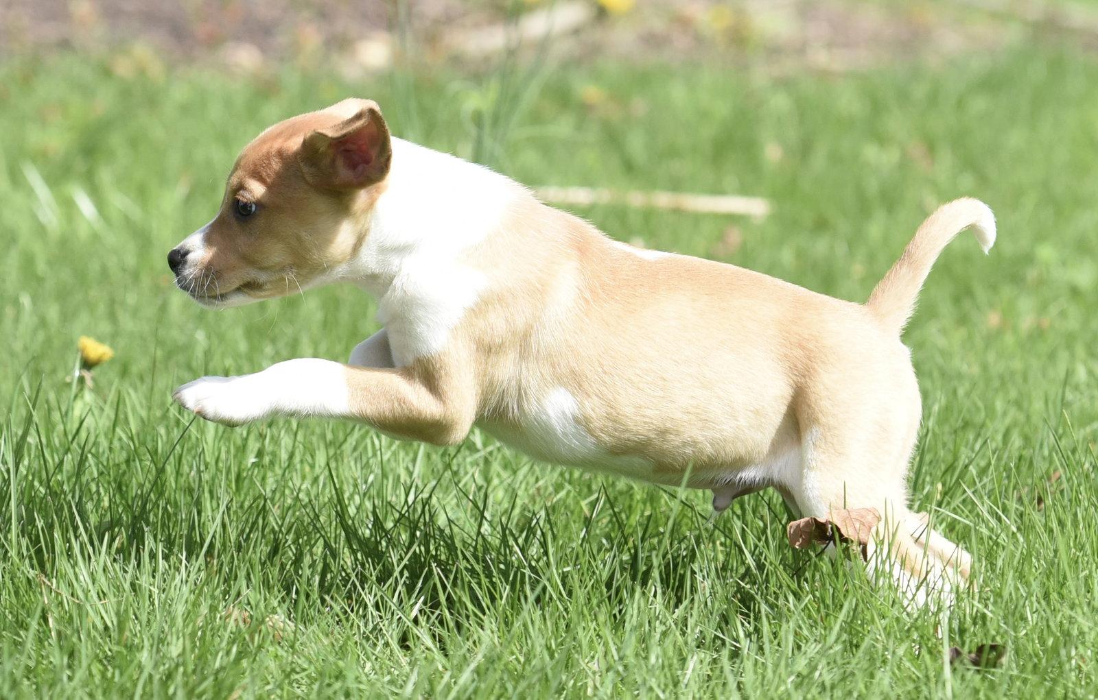 Enlarge Caleb, a Adoptable mixed breed in Mechanicsburg, PA image 1/3