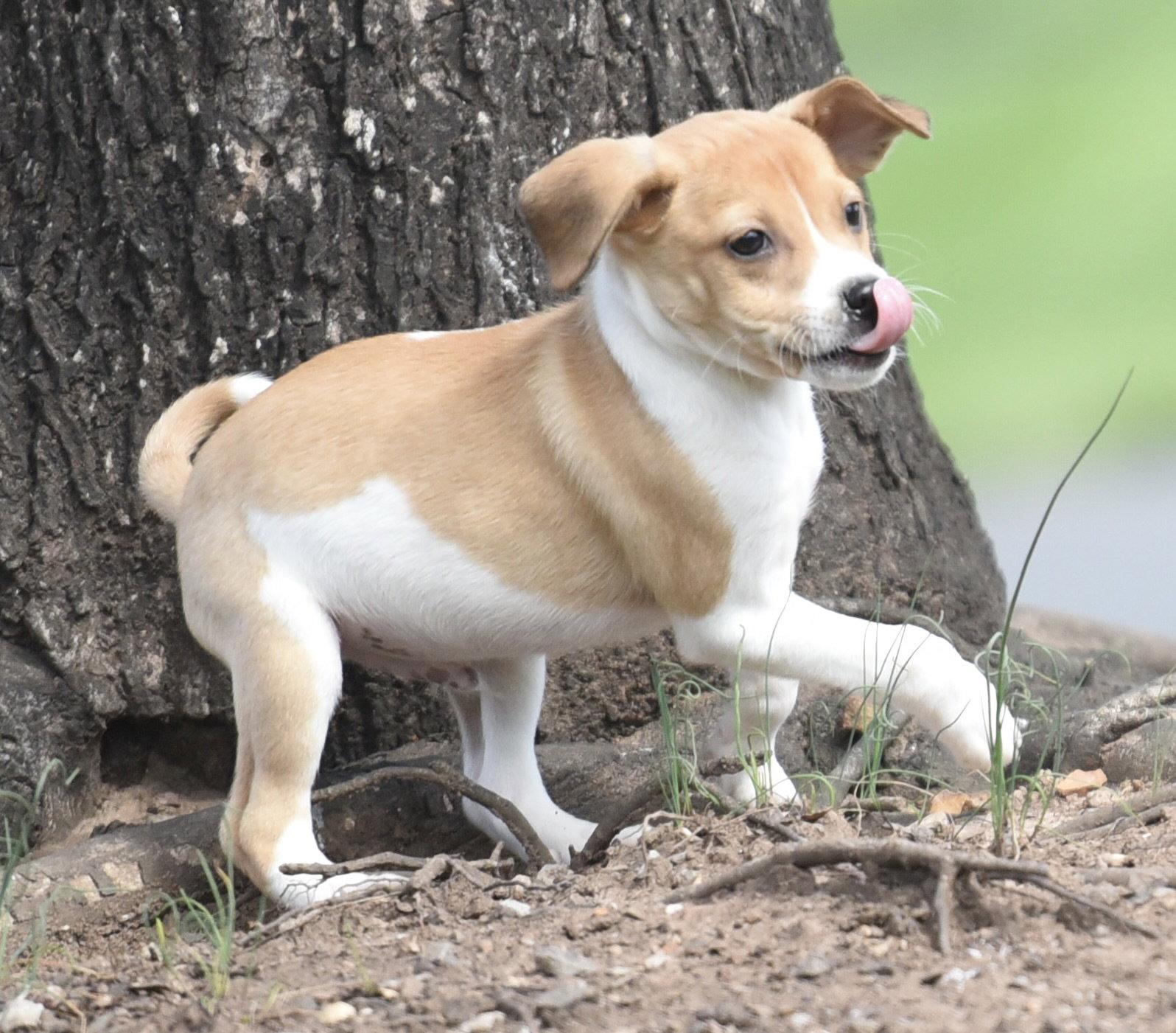 Enlarge Caleb, a Adoptable mixed breed in Mechanicsburg, PA image 2/3