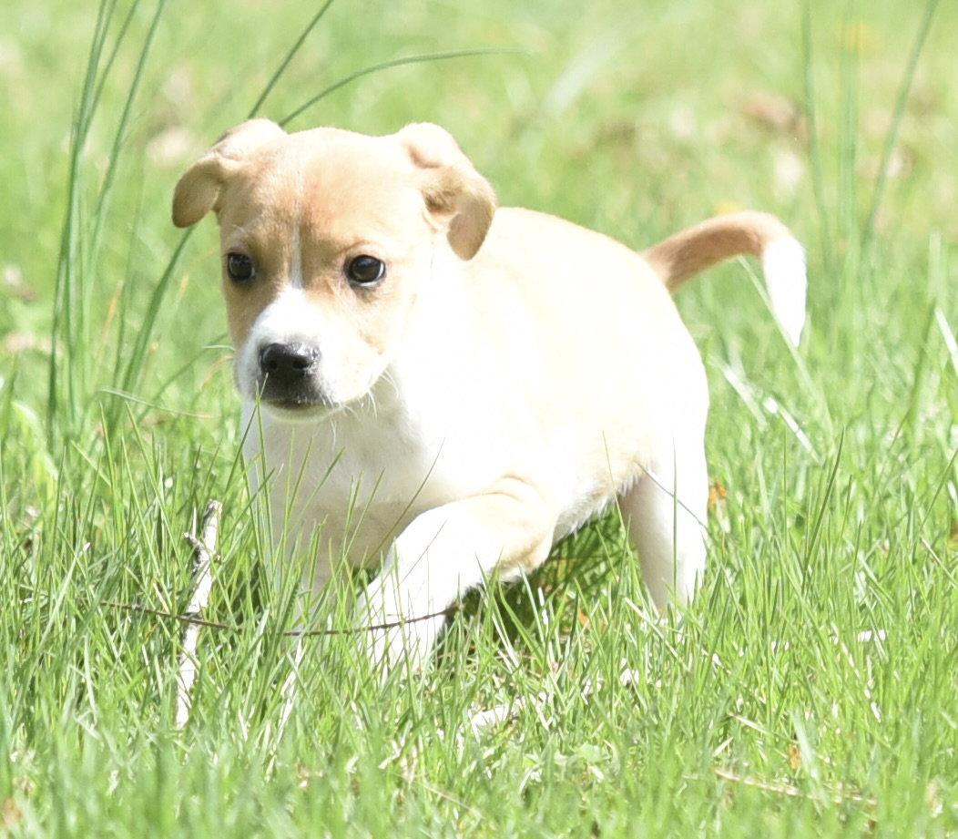 Enlarge Caleb, a Adoptable mixed breed in Mechanicsburg, PA image 3/3