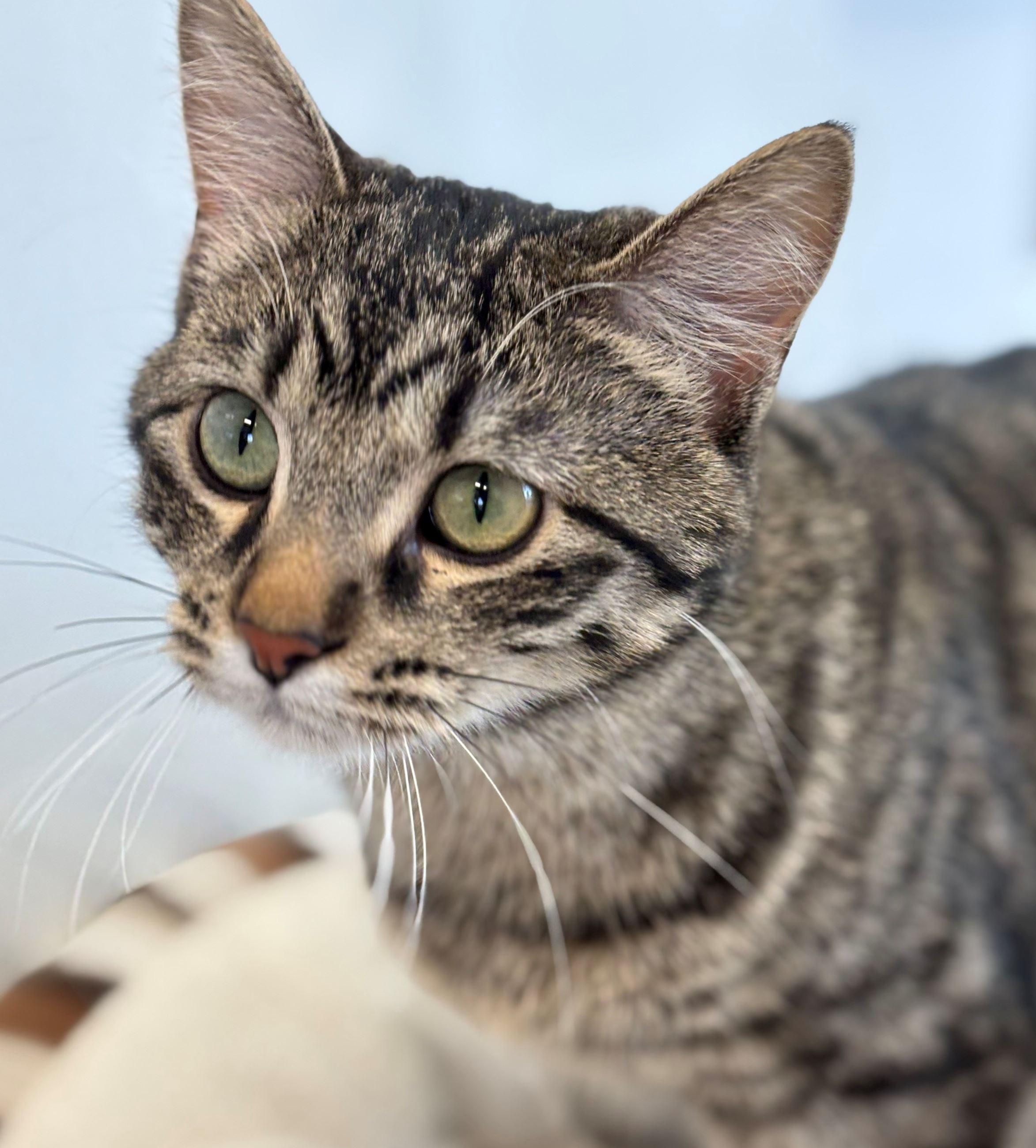 Enlarge Reyna, a ADOPTABLE Domestic Short Hair in Iowa City, IA image 2/2