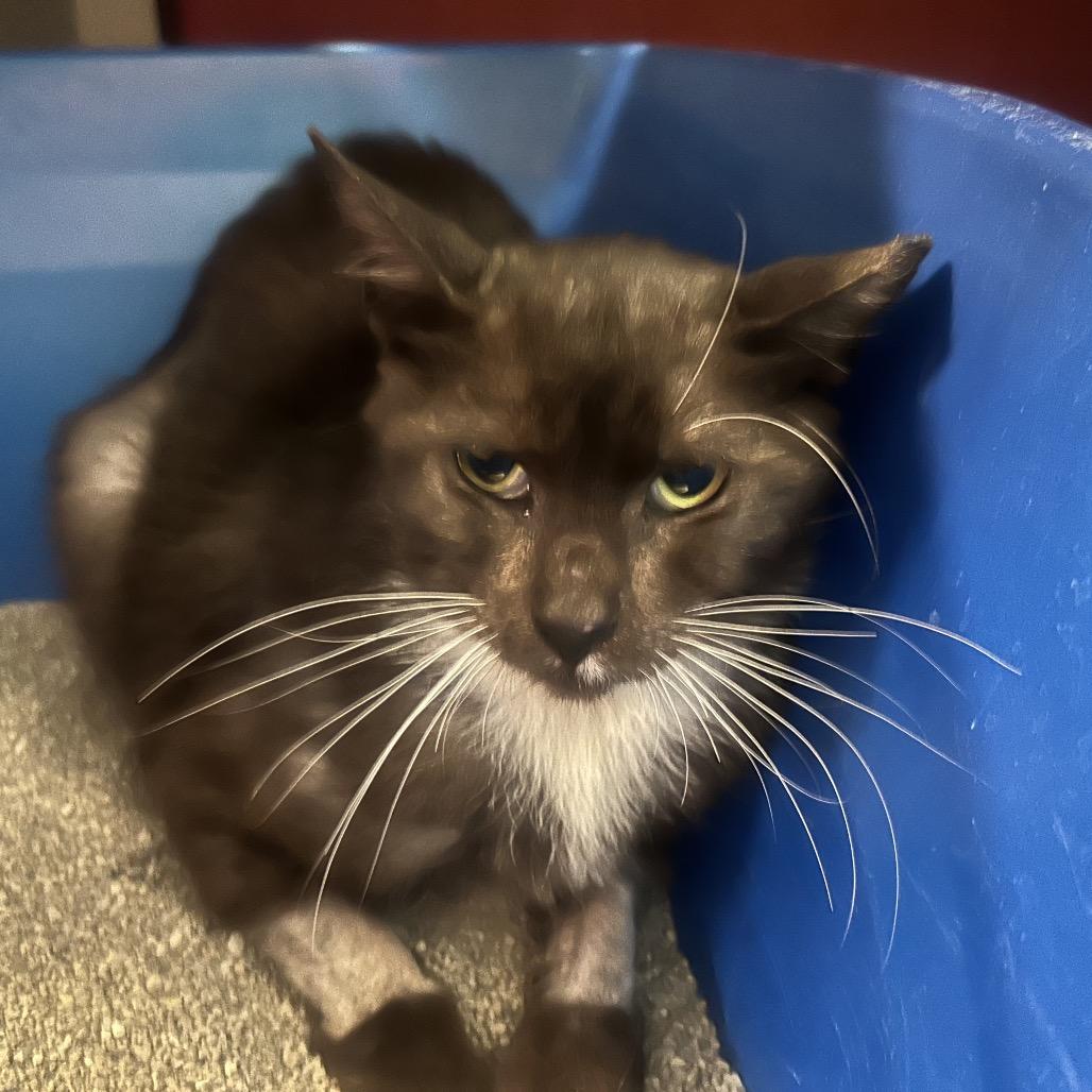 Piojito, Adoptable, Adult Male Domestic Short Hair.
