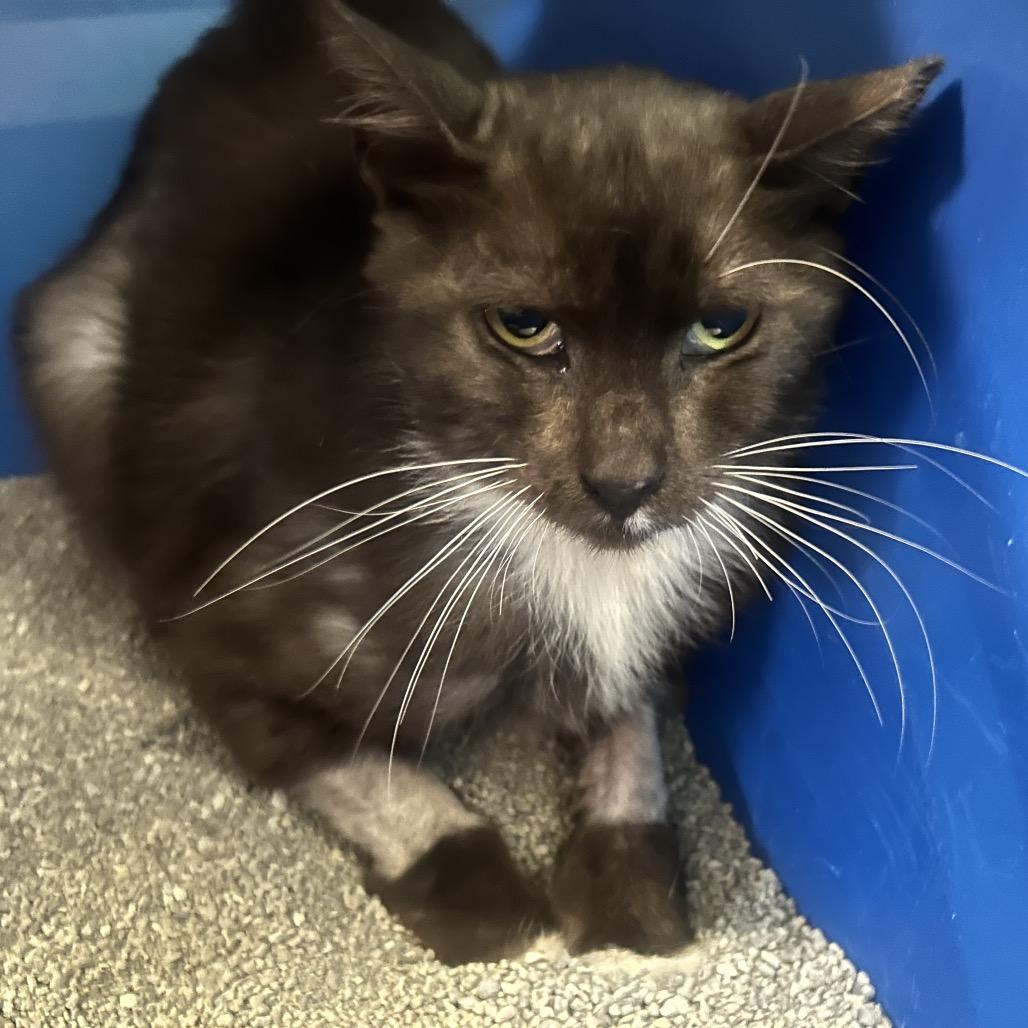 Enlarge Piojito, a Adoptable Domestic Short Hair in Sarasota, FL image 2/6