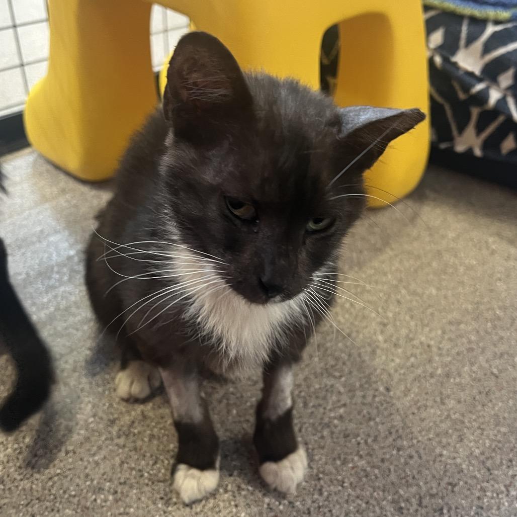 Enlarge Piojito, a Adoptable Domestic Short Hair in Sarasota, FL image 3/6