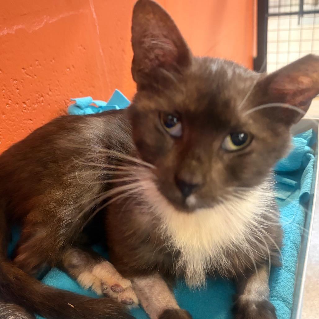 Enlarge Piojito, a Adoptable Domestic Short Hair in Sarasota, FL image 4/6