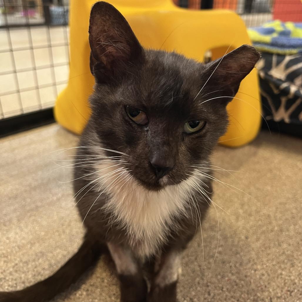 Enlarge Piojito, a Adoptable Domestic Short Hair in Sarasota, FL image 5/6