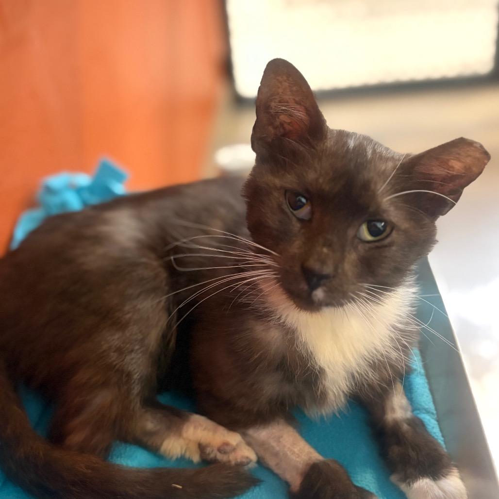 Enlarge Piojito, a Adoptable Domestic Short Hair in Sarasota, FL image 6/6