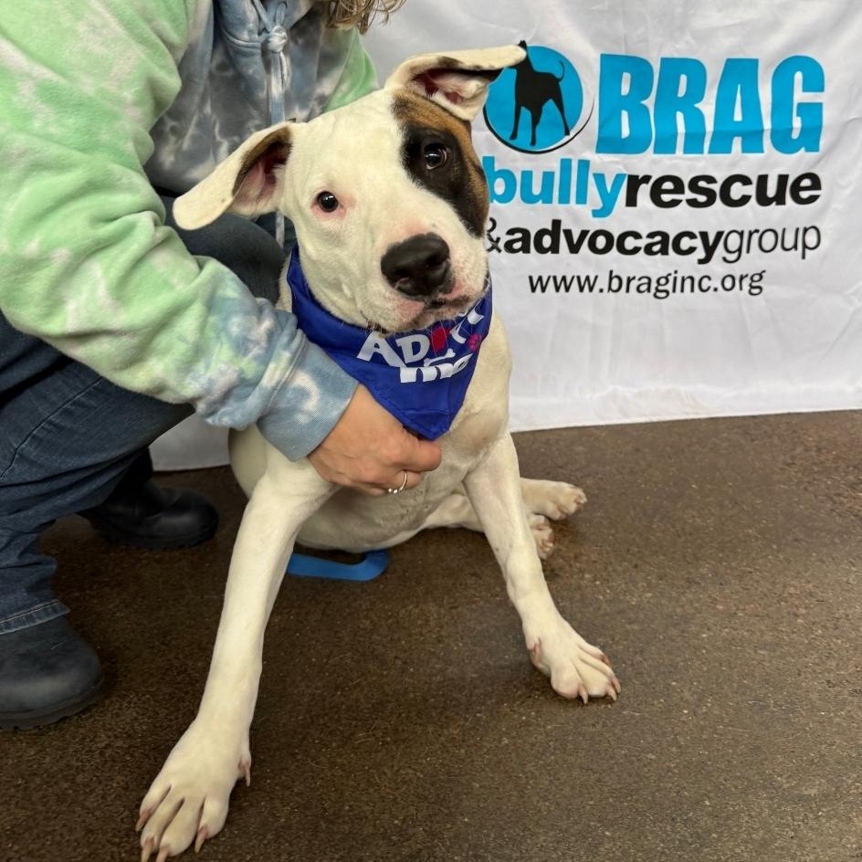 Enlarge Enzo, a ADOPTABLE mixed breed in Colonial Heights, VA image 1/5