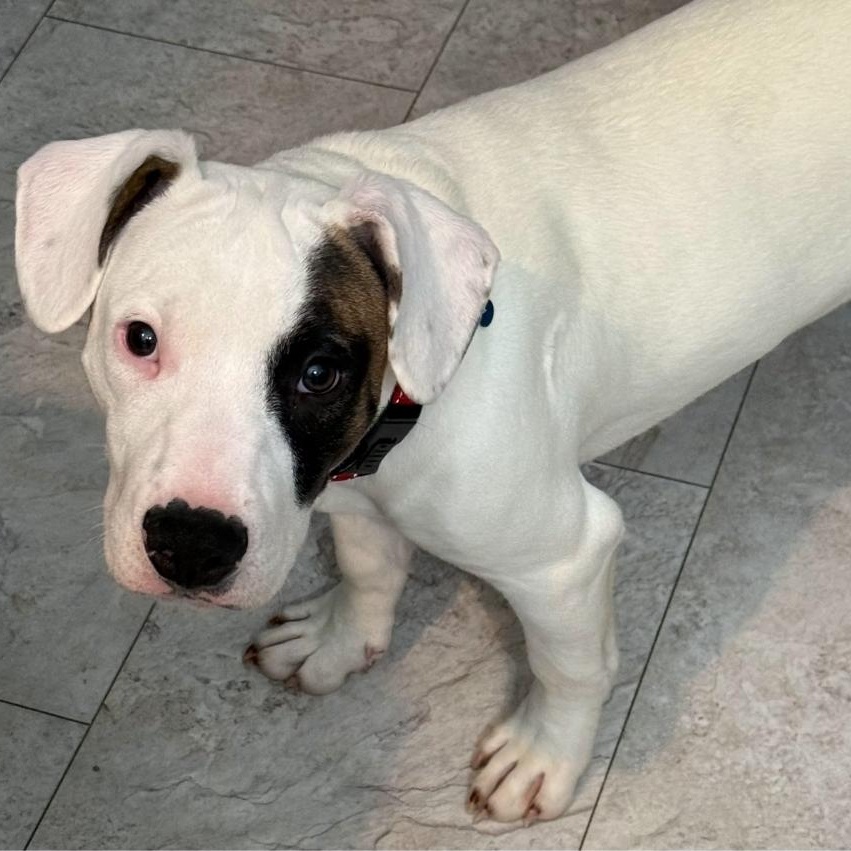 Enlarge Enzo, a ADOPTABLE mixed breed in Colonial Heights, VA image 1/2