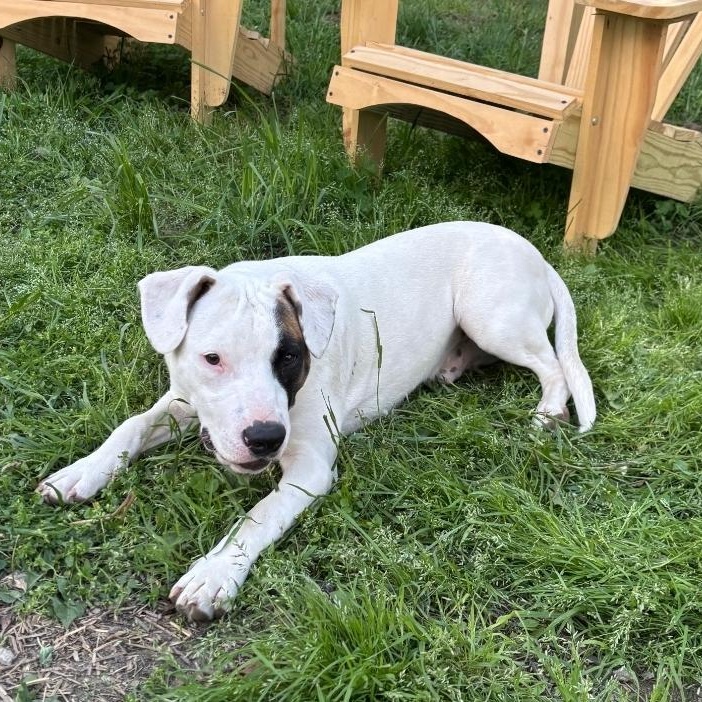 Enlarge Enzo, a ADOPTABLE mixed breed in Colonial Heights, VA image 4/5