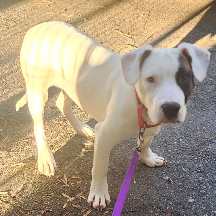 Enlarge Enzo, a ADOPTABLE mixed breed in Colonial Heights, VA image 2/2