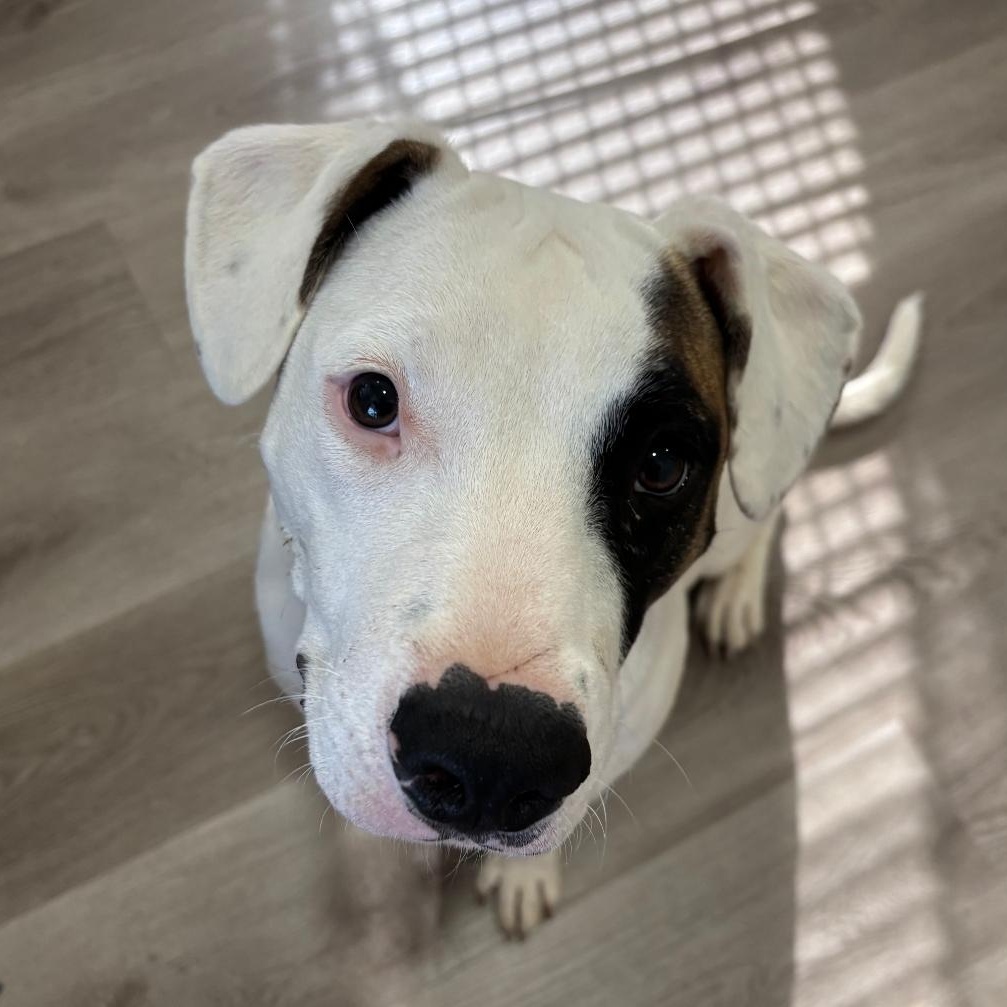 Enlarge Enzo, a ADOPTABLE mixed breed in Colonial Heights, VA image 5/5