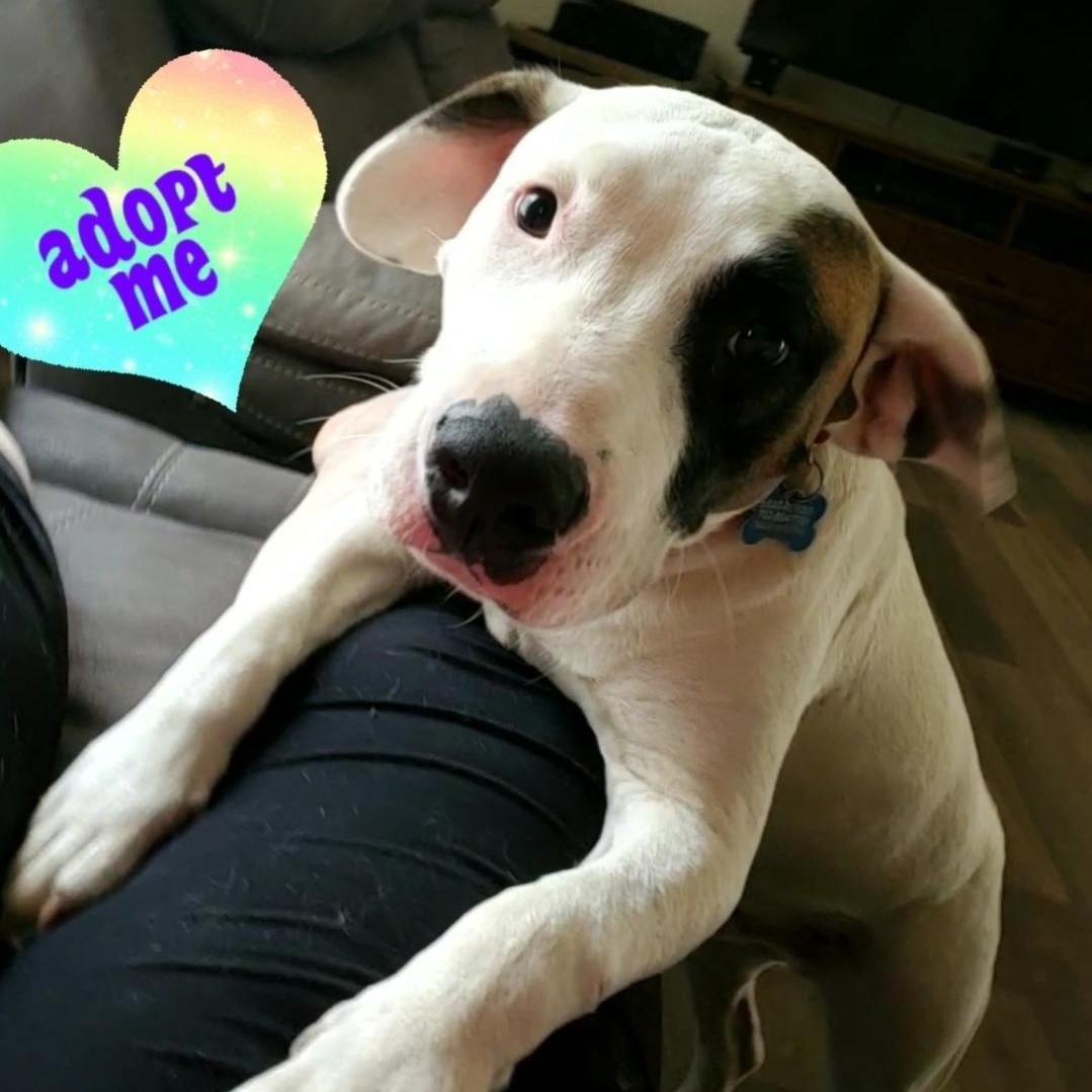Enlarge Enzo, a ADOPTABLE mixed breed in Colonial Heights, VA image 2/5