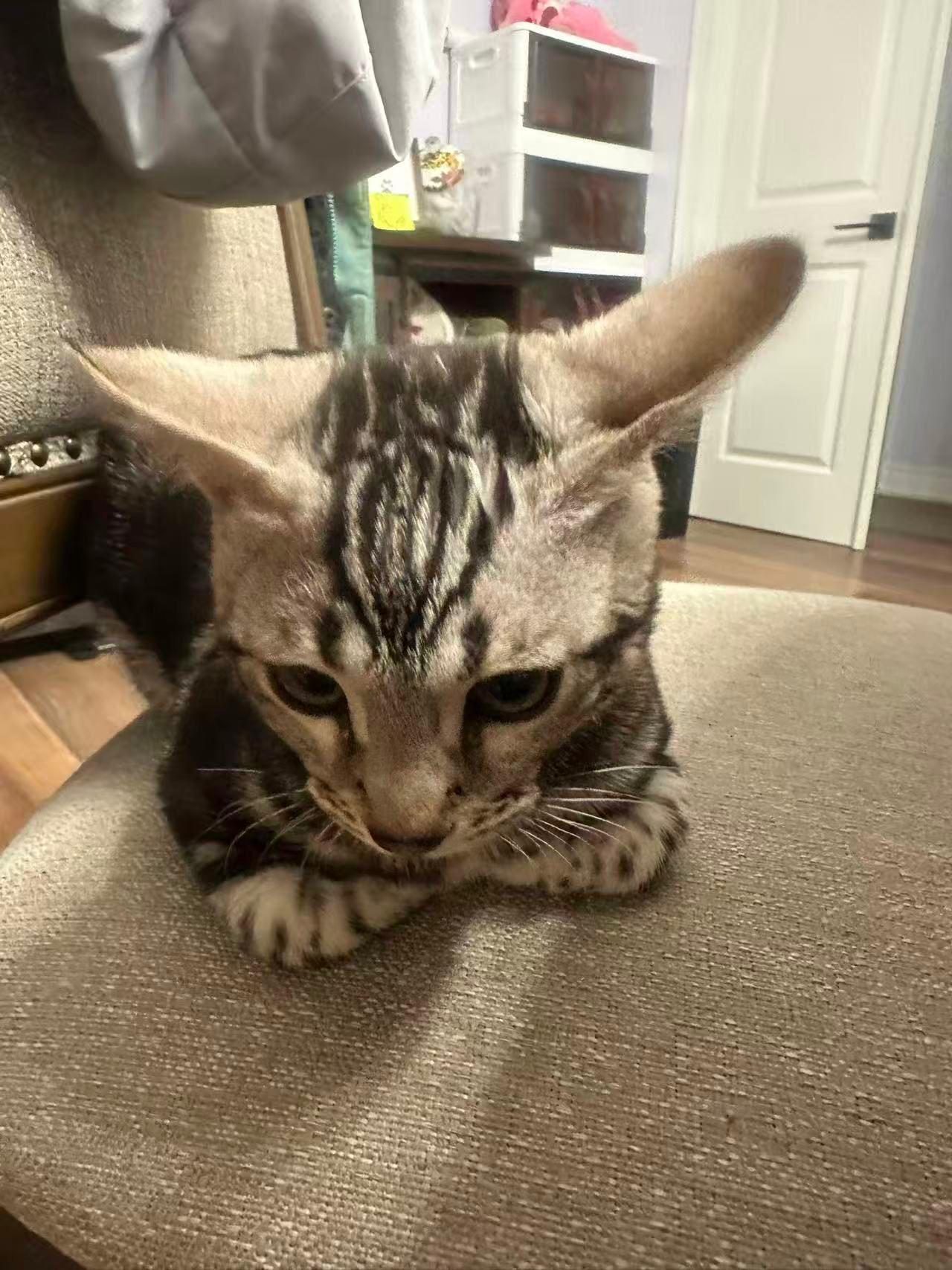 Enlarge Fuku, a ADOPTABLE Bengal in Markham, ON image 3/6