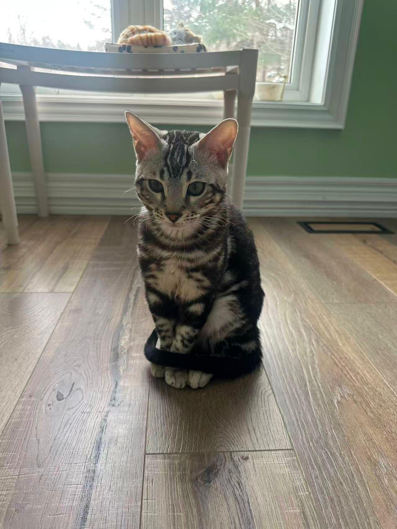 Fuku, ADOPTABLE, Kitten Male Bengal.