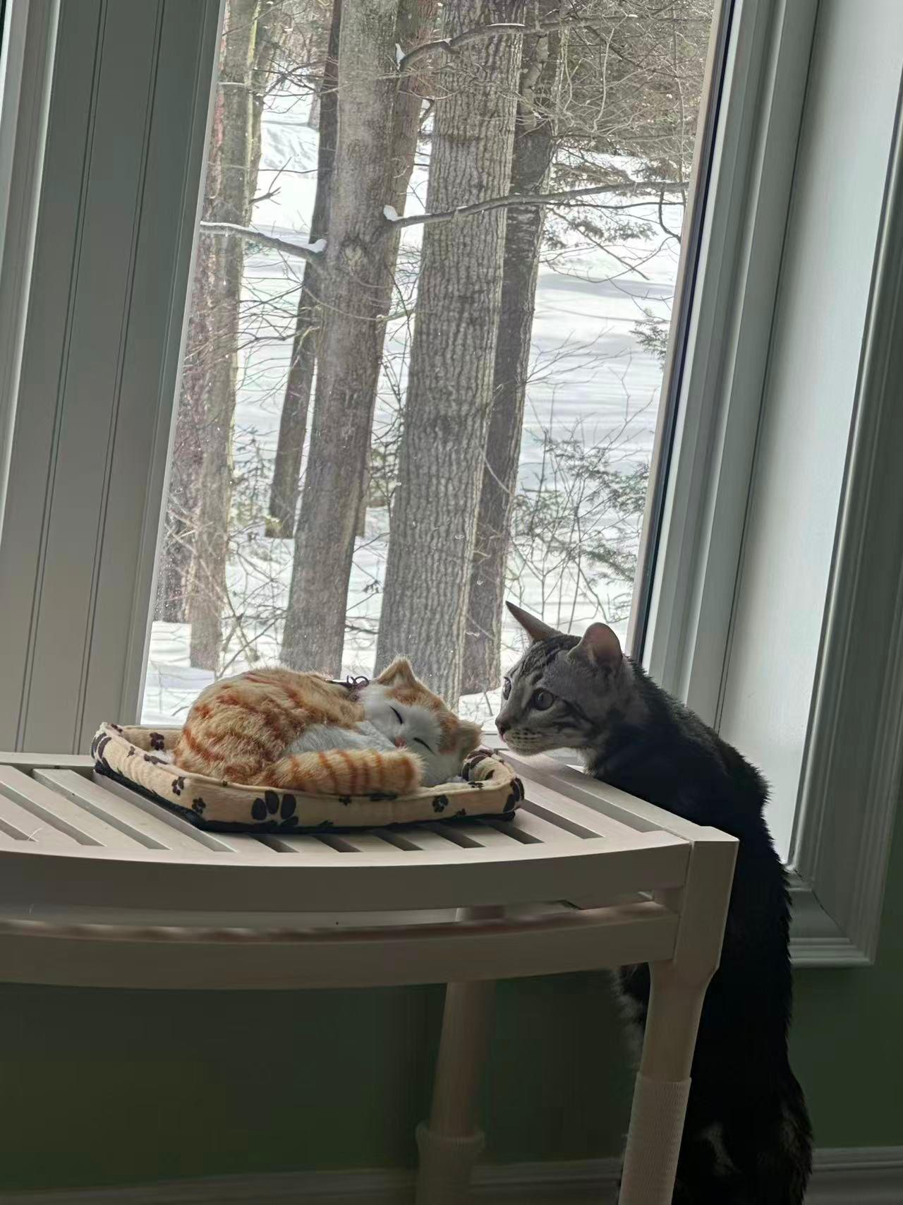 Enlarge Fuku, a ADOPTABLE Bengal in Markham, ON image 4/6