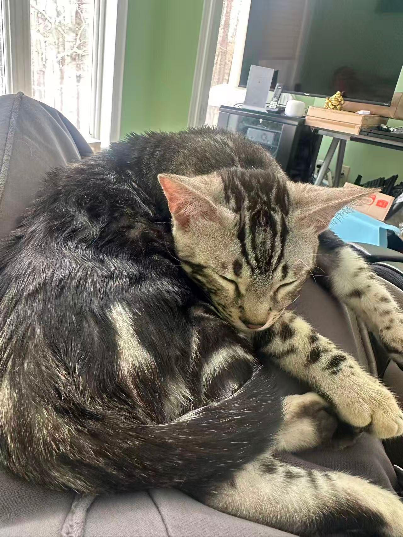 Enlarge Fuku, a ADOPTABLE Bengal in Markham, ON image 5/6