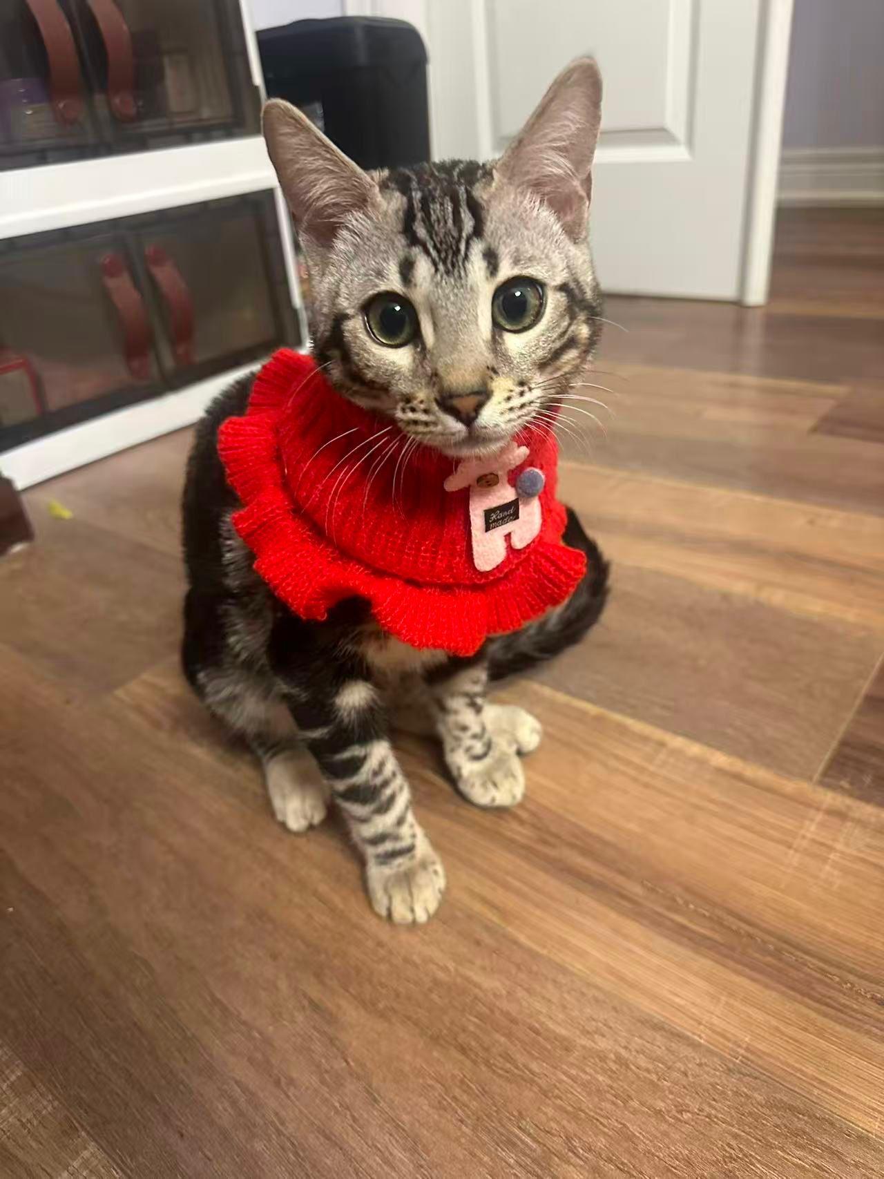 Enlarge Fuku, a ADOPTABLE Bengal in Markham, ON image 6/6