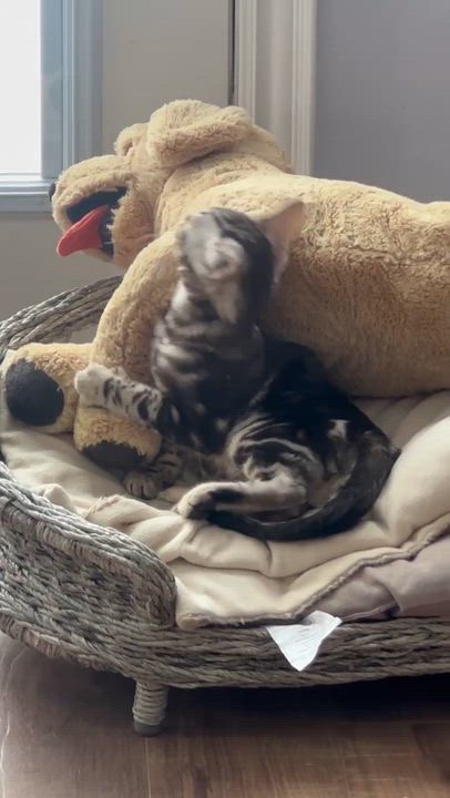 Enlarge Fuku, a ADOPTABLE Bengal in Markham, ON video 1/6