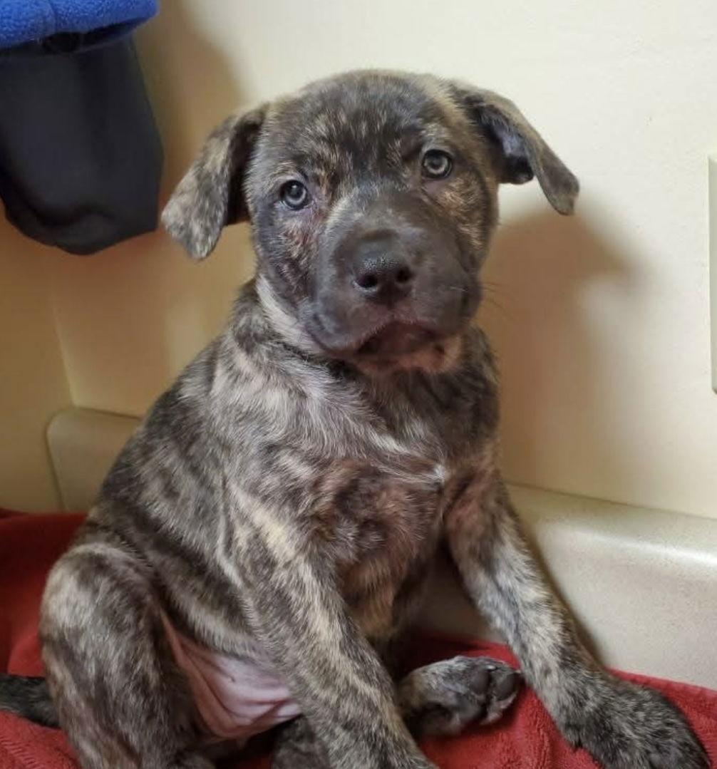 Enlarge Greta, a ADOPTABLE mixed breed in Pottstown, PA image 1/1