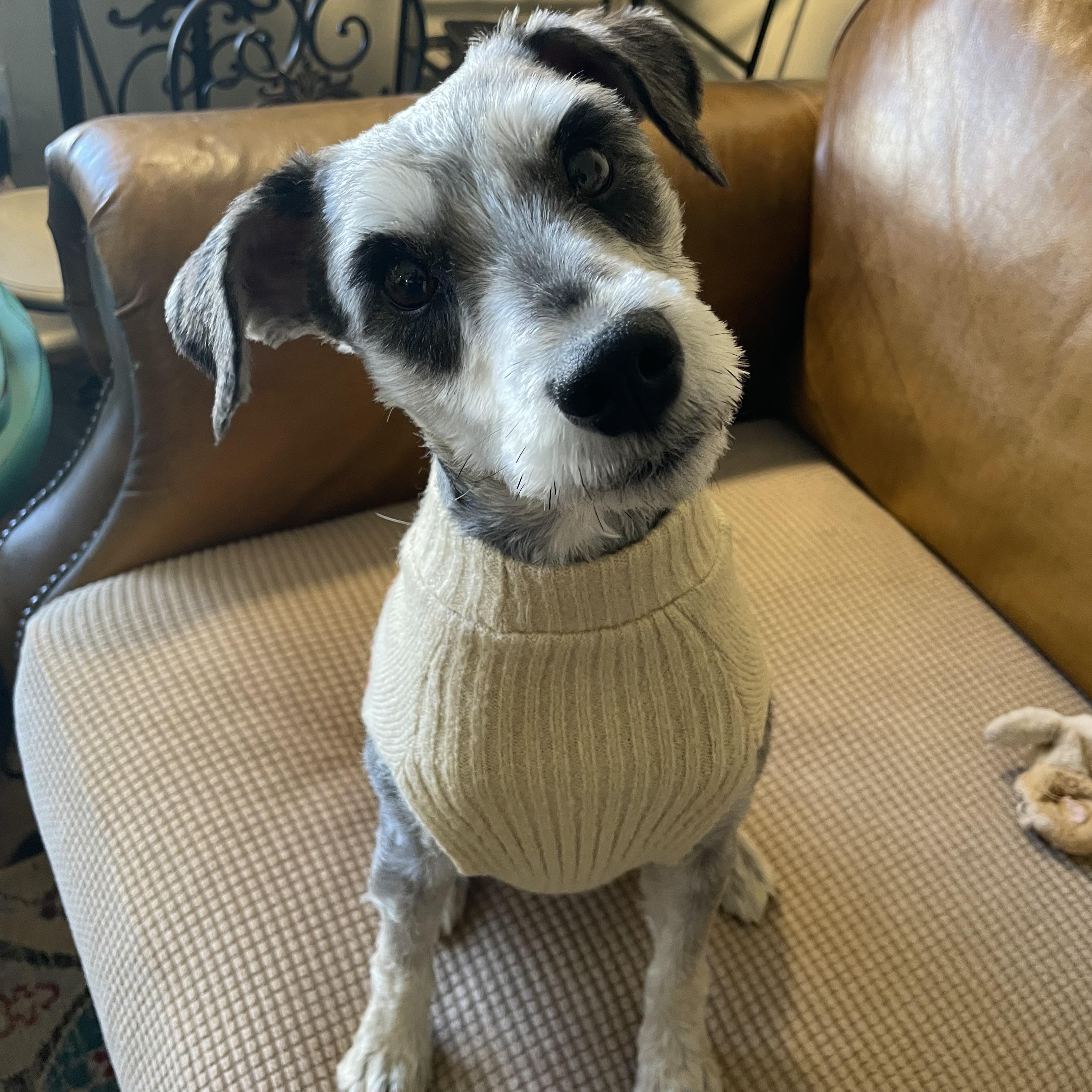 Enlarge Campbell, an adopted Miniature Schnauzer in Choctaw, OK image 3/4