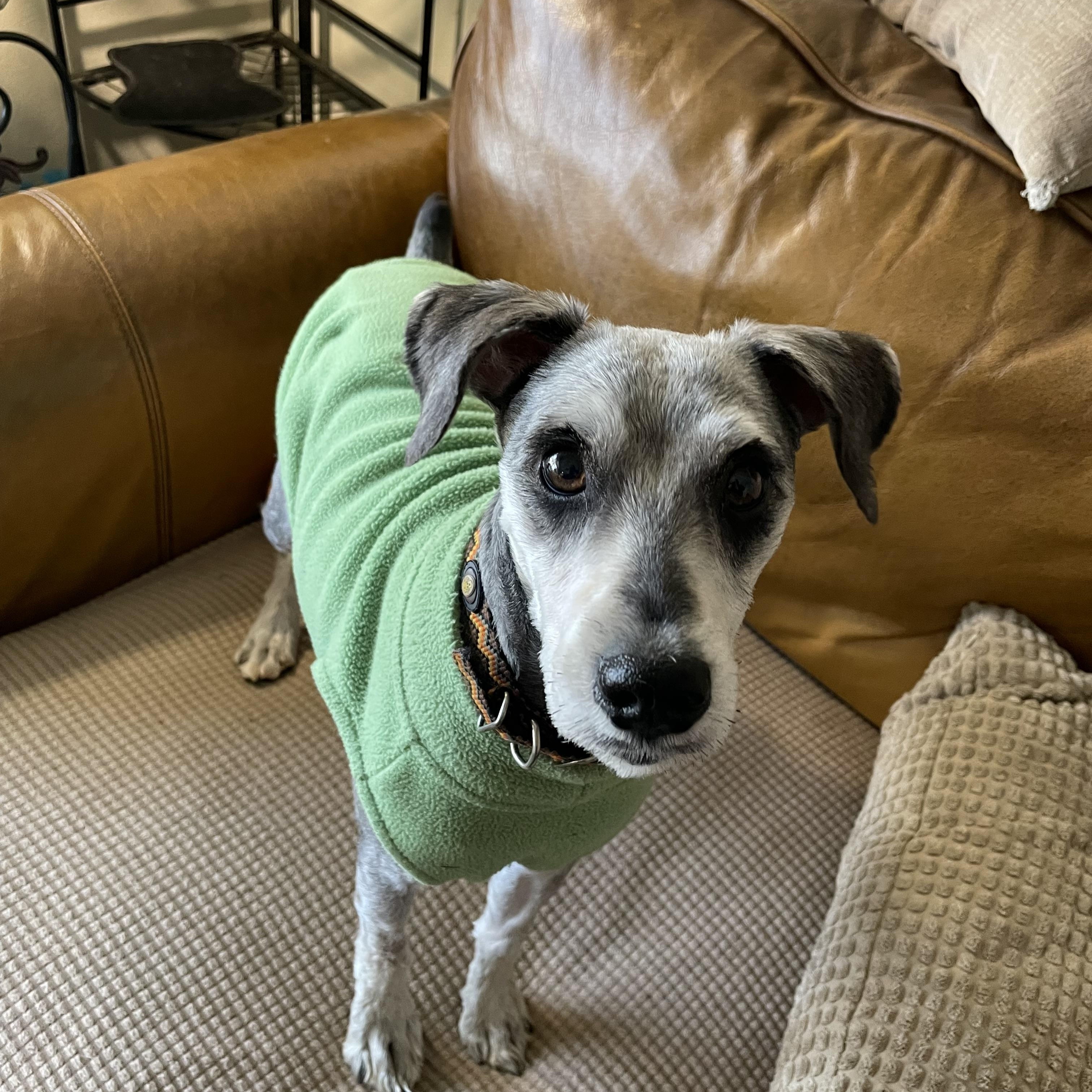 Enlarge Campbell, an adopted Miniature Schnauzer in Choctaw, OK image 2/4