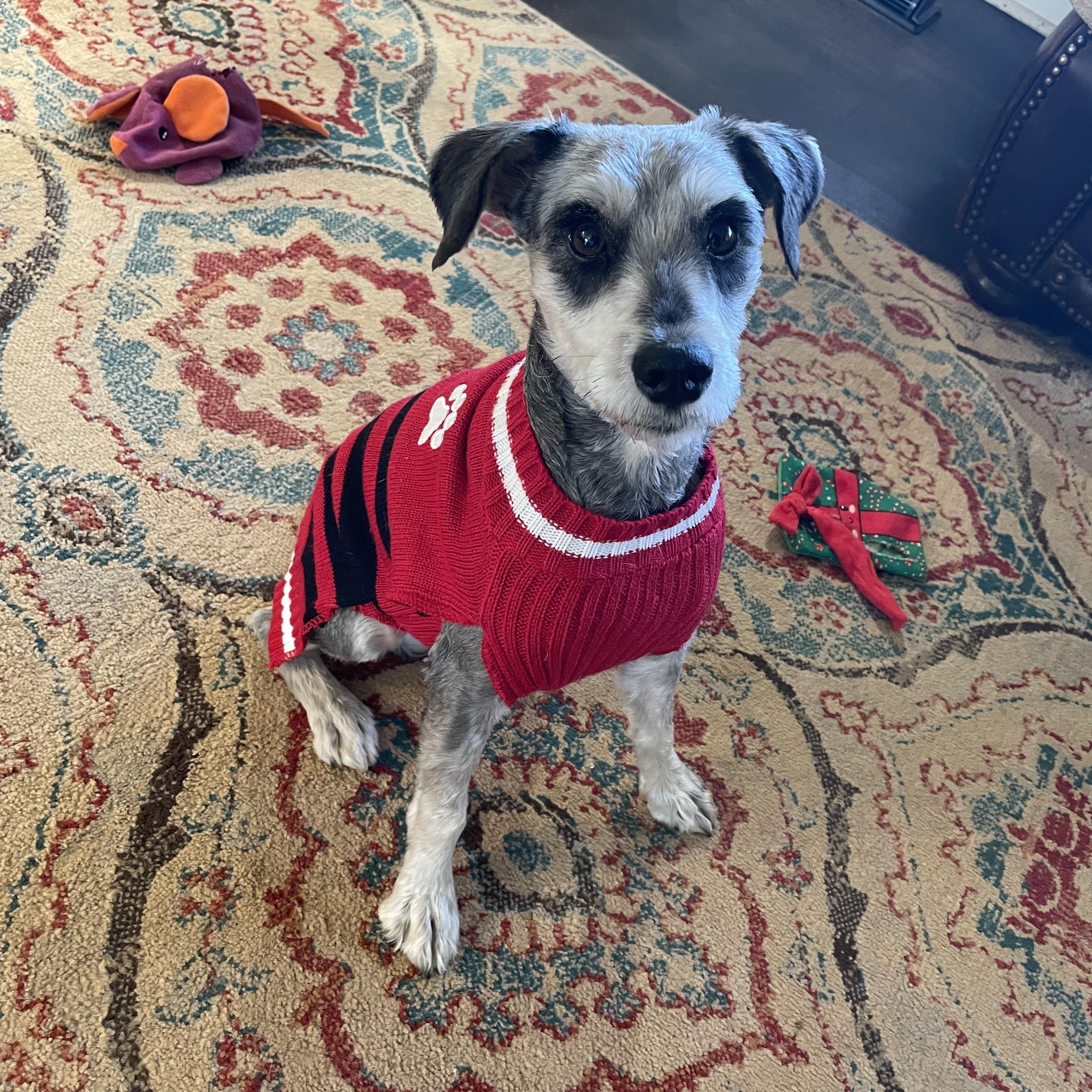 Enlarge Campbell, an adopted Miniature Schnauzer in Choctaw, OK image 1/4