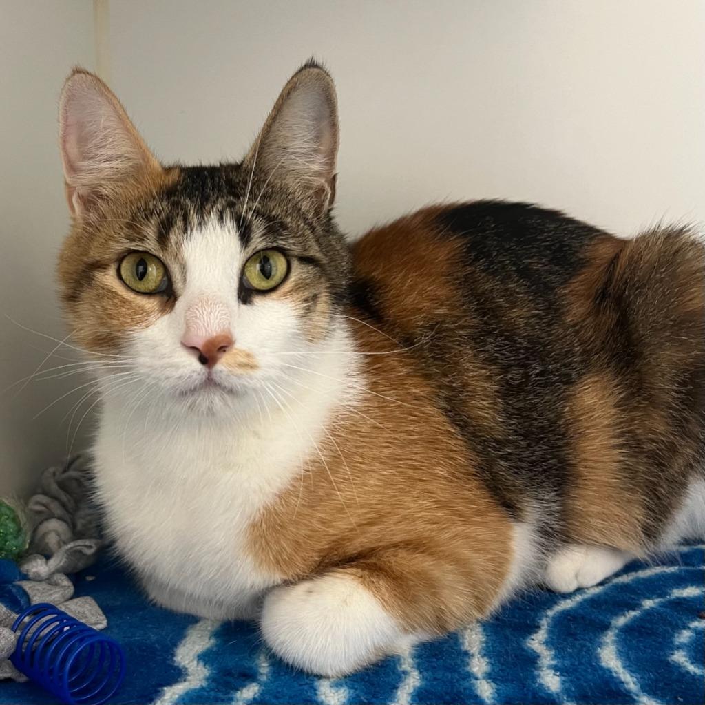 Cabana, ADOPTABLE, Adult Female Domestic Short Hair.