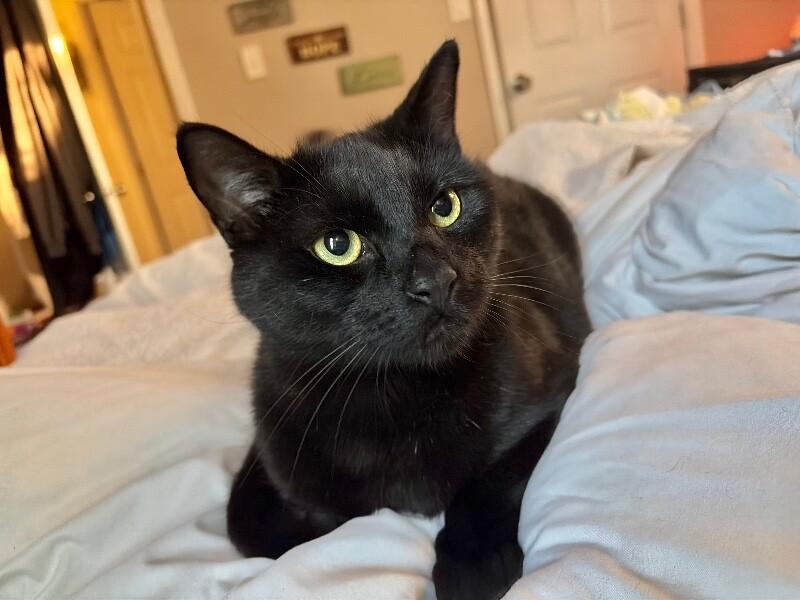 Enlarge Onyx, a Adoptable Domestic Short Hair in North Babylon, NY image 1/6