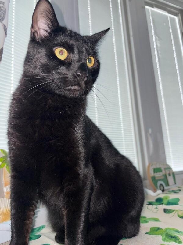 Enlarge Onyx, a Adoptable Domestic Short Hair in North Babylon, NY image 1/6