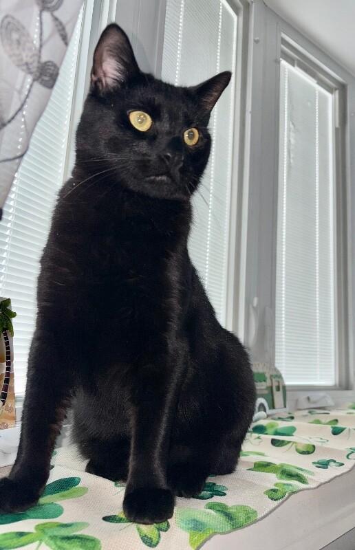 Enlarge Onyx, a Adoptable Domestic Short Hair in North Babylon, NY image 2/6