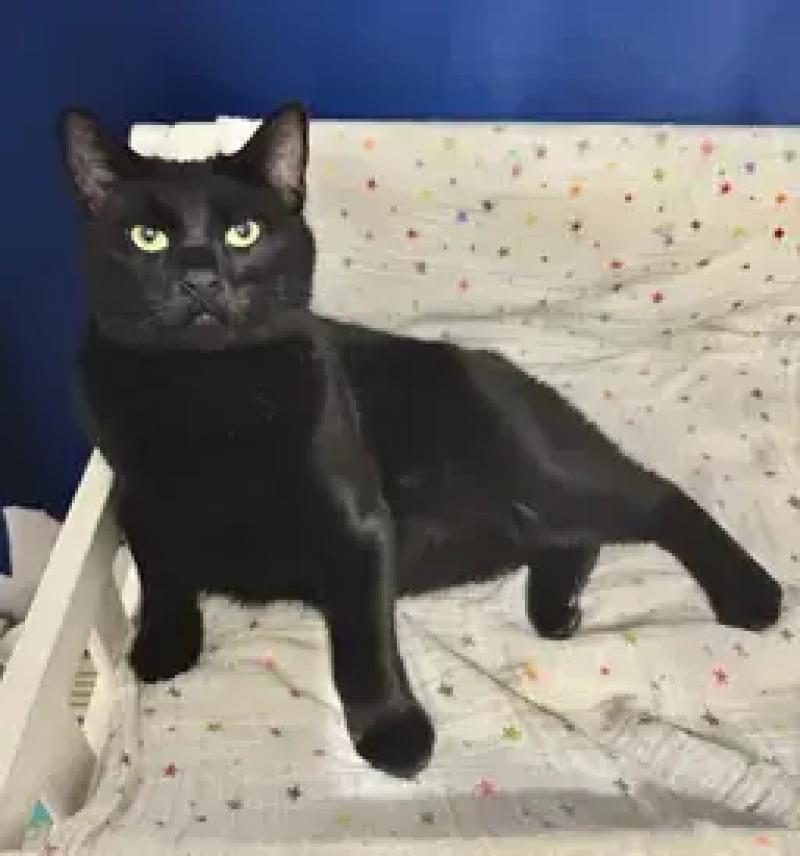 Enlarge Onyx, a Adoptable Domestic Short Hair in North Babylon, NY image 3/6