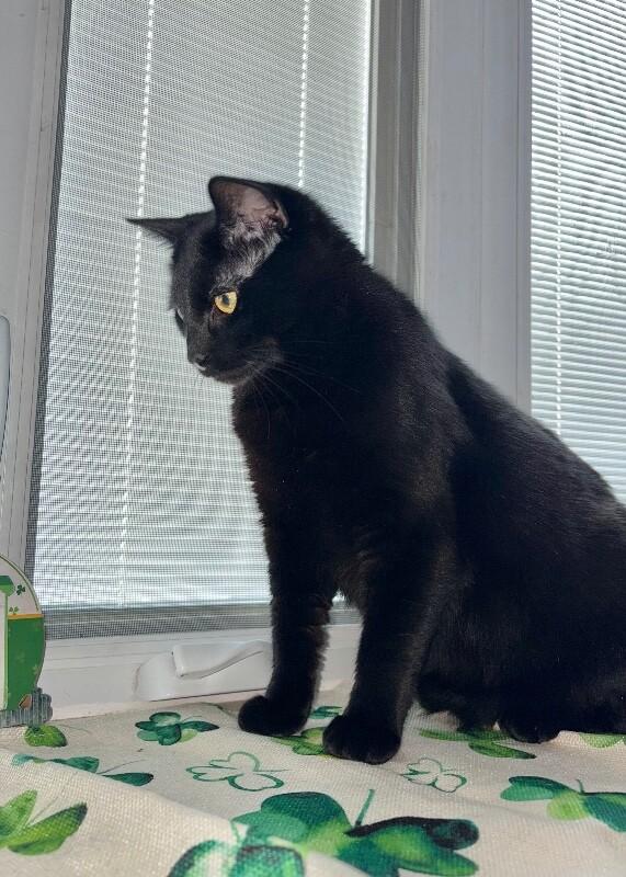 Onyx, Adoptable, Adult Male Domestic Short Hair.