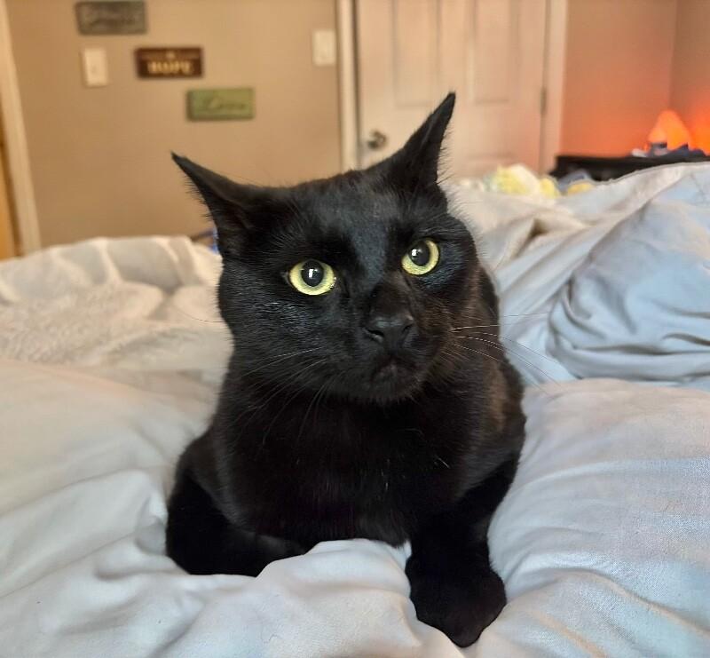 Enlarge Onyx, a Adoptable Domestic Short Hair in North Babylon, NY image 3/6