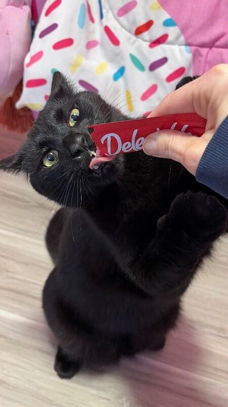 Enlarge Onyx, a Adoptable Domestic Short Hair in North Babylon, NY image 5/6