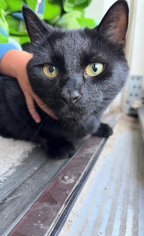 Enlarge Onyx, a Adoptable Domestic Short Hair in North Babylon, NY image 5/6