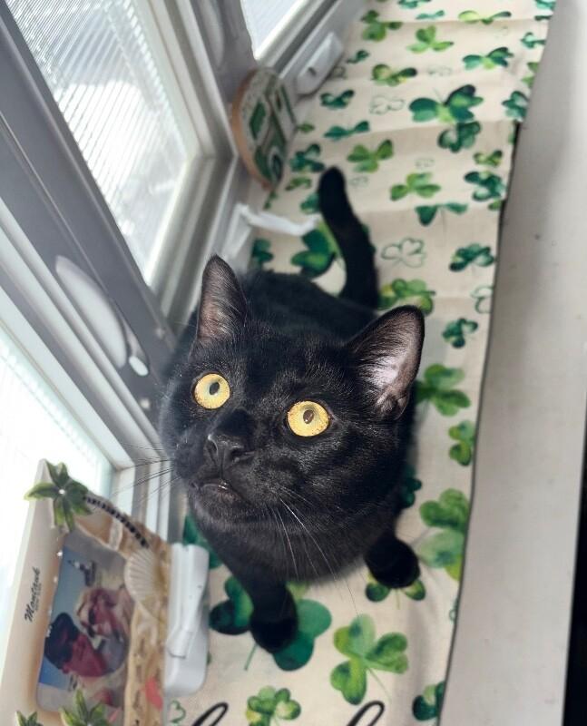 Enlarge Onyx, a Adoptable Domestic Short Hair in North Babylon, NY image 6/6