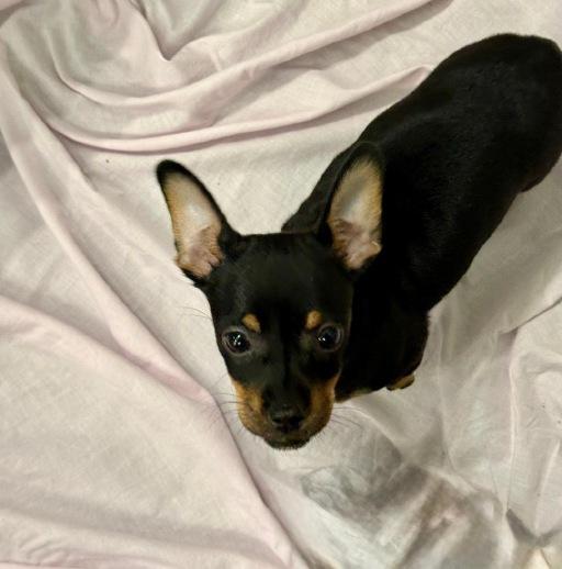 Enlarge Brownie, a Adopted mixed breed in Winter Haven, FL image 2/2