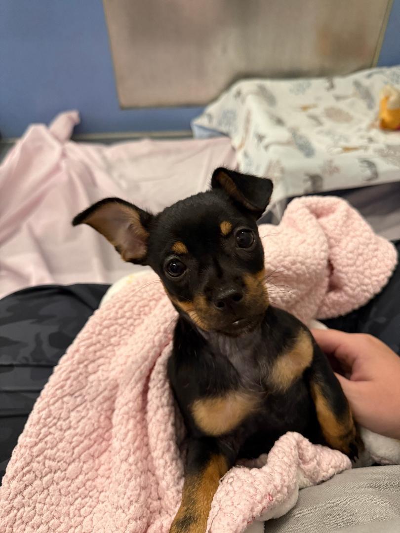 Enlarge Brownie, a Adopted mixed breed in Winter Haven, FL image 1/2