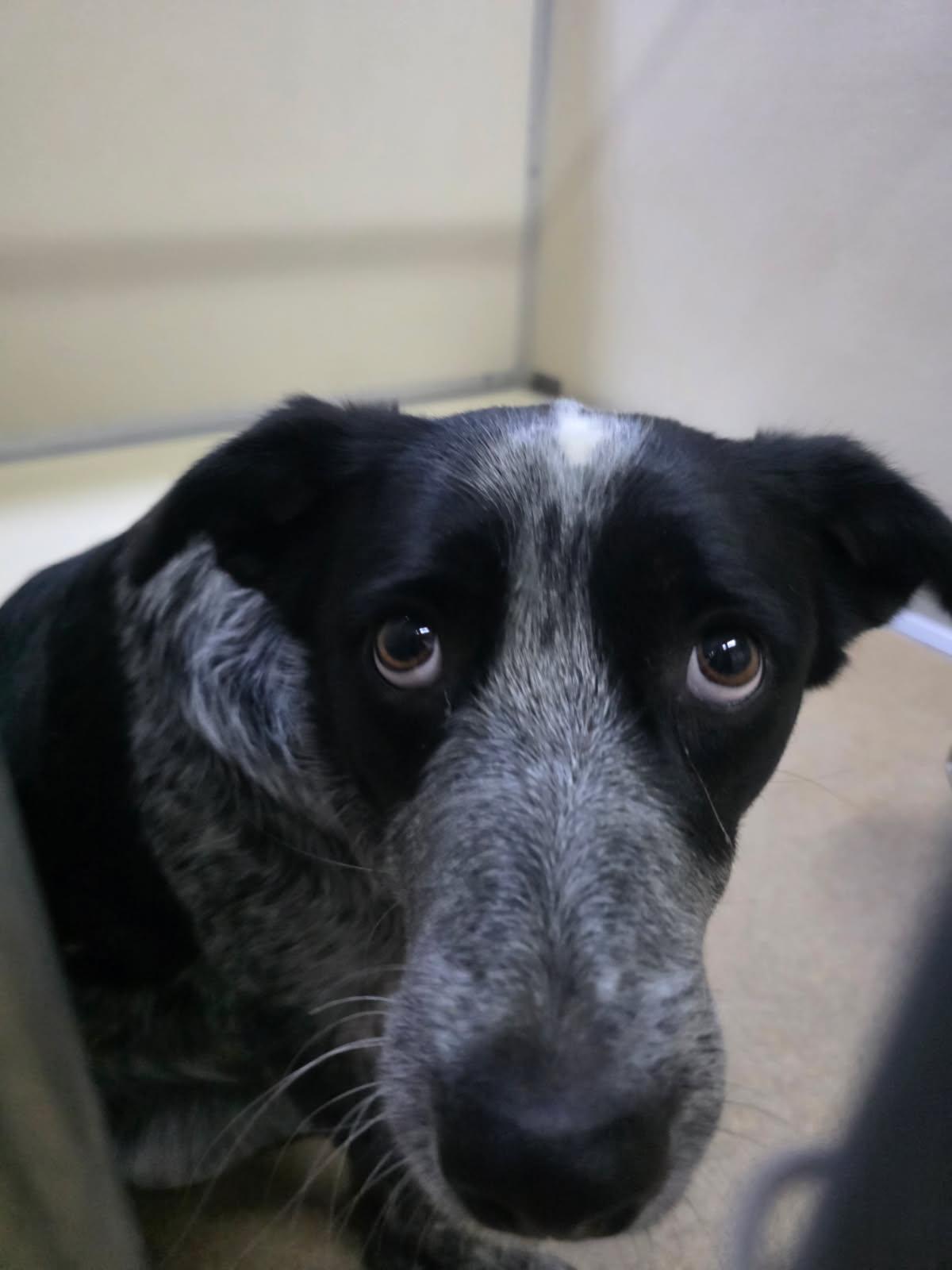 Enlarge Zip, a ADOPTABLE mixed breed in Rawlins, WY image 1/1