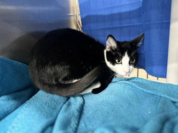 Rocking Out, Adoptable, Young Male Domestic Short Hair.