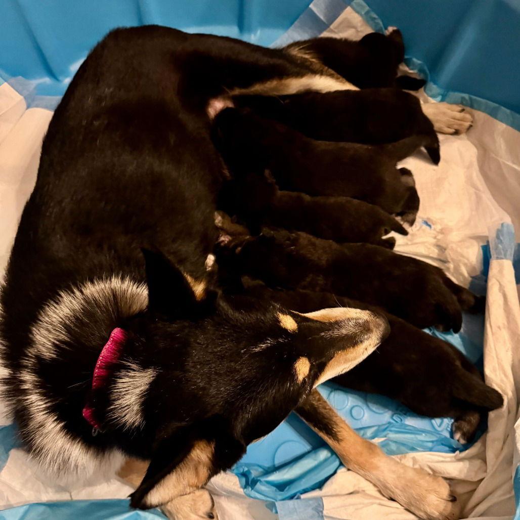 Jolene — thumbnail 2