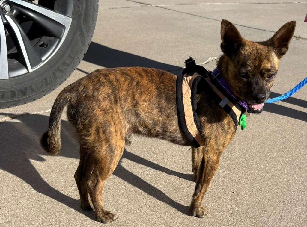 Enlarge Tigger, a ADOPTABLE mixed breed in Albuquerque, NM image 1/1