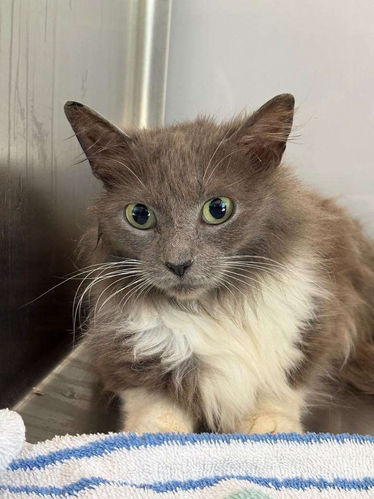 Monkey, Adoptable, Young Female Domestic Long Hair.