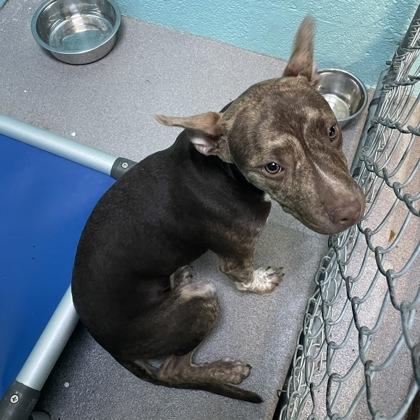 Latte, ADOPTABLE, Young Female Pit Bull Terrier.