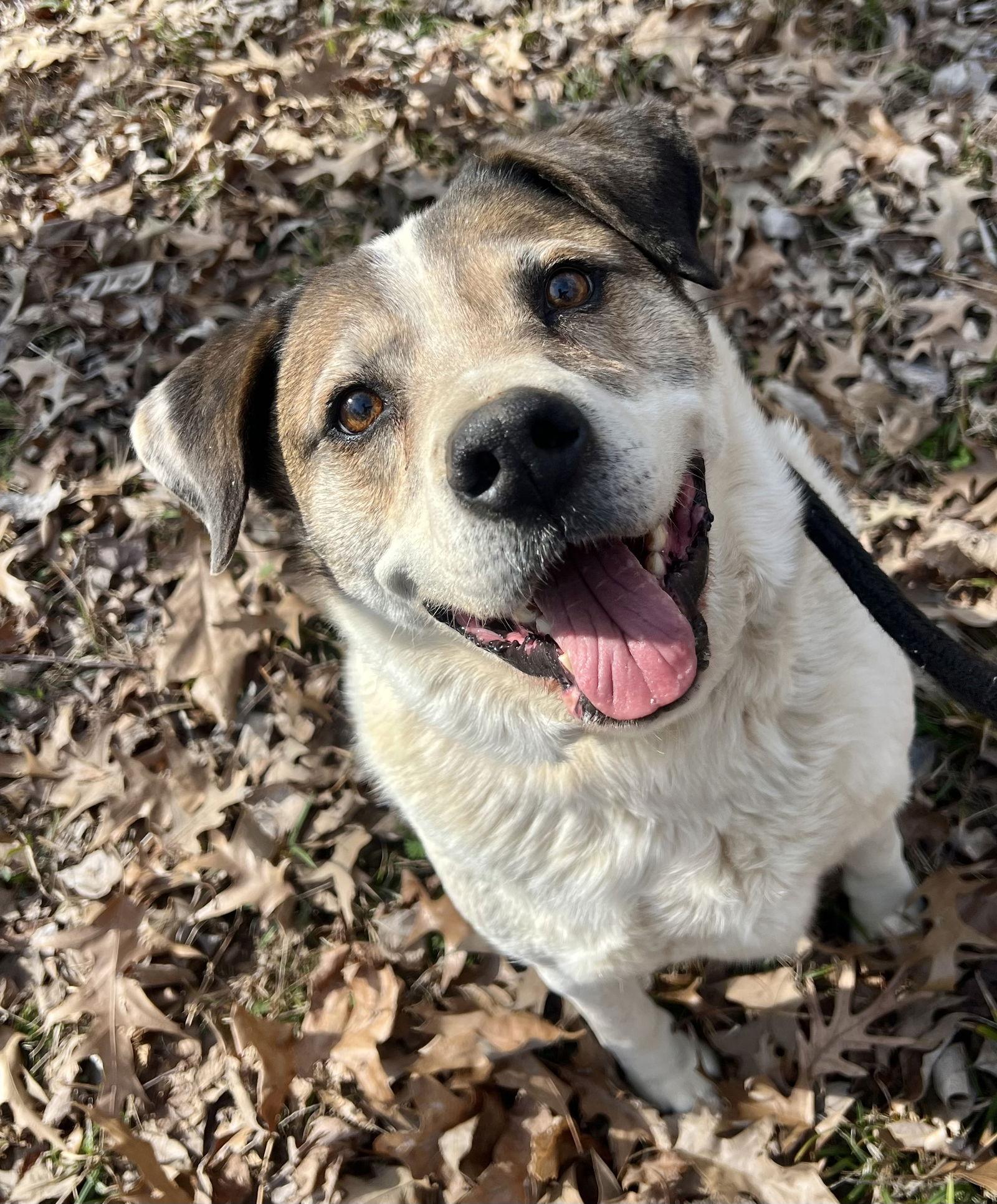 Enlarge Cosmo, a Adoptable Australian Shepherd in Munford, TN image 1/3