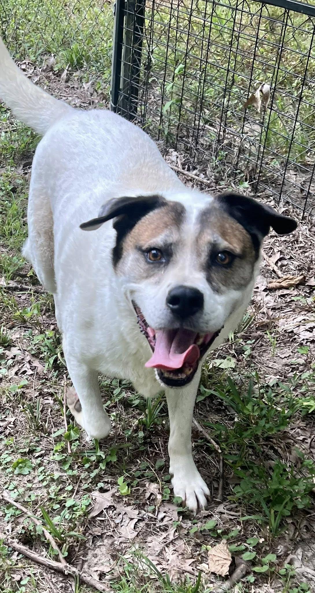 Cosmo, Adoptable, Adult Male Australian Shepherd.