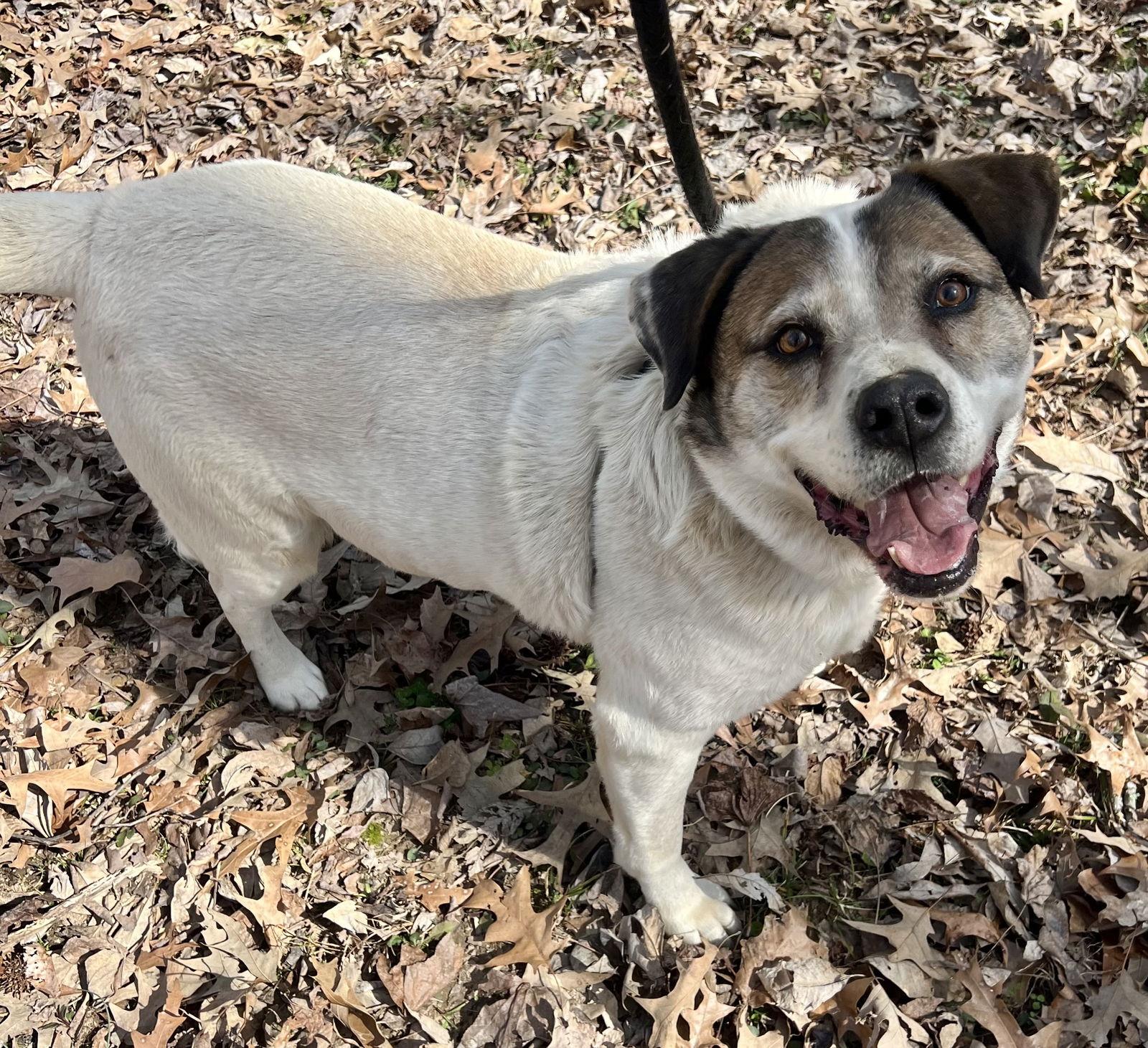 Enlarge Cosmo, a Adoptable Australian Shepherd in Munford, TN image 2/3