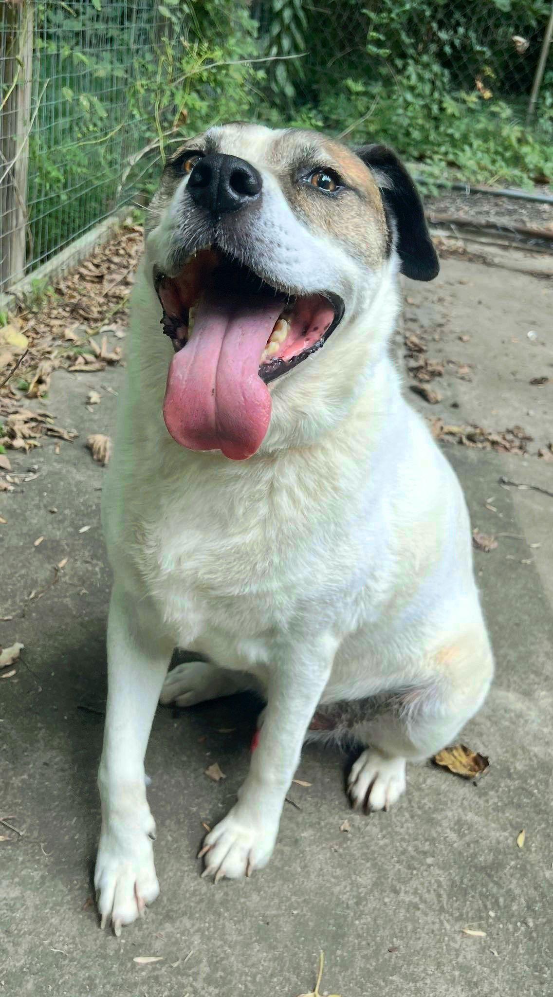 Cosmo, a Adoptable Australian Shepherd in Munford, TN image 2/3