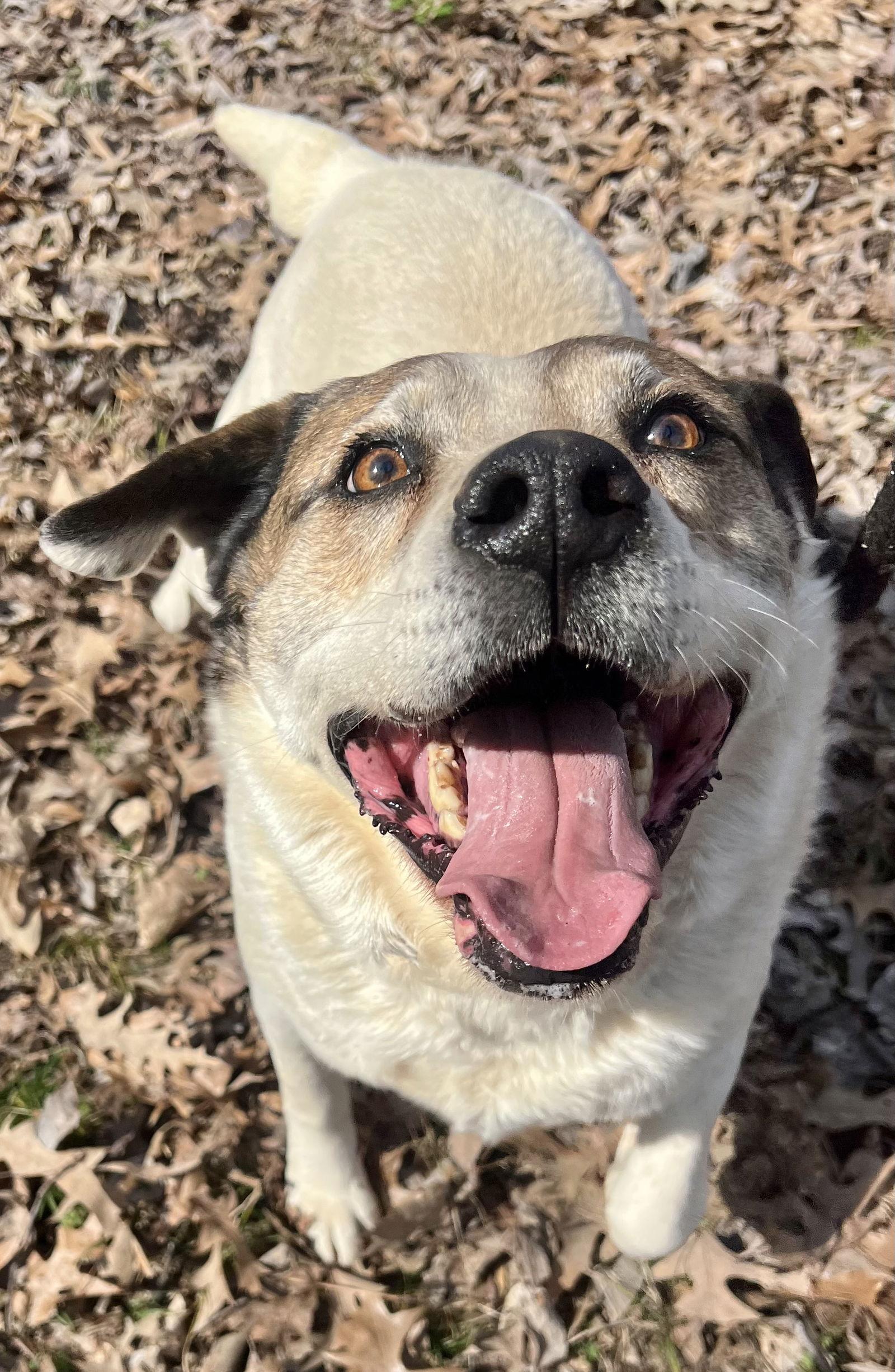 Enlarge Cosmo, a Adoptable Australian Shepherd in Munford, TN image 3/3